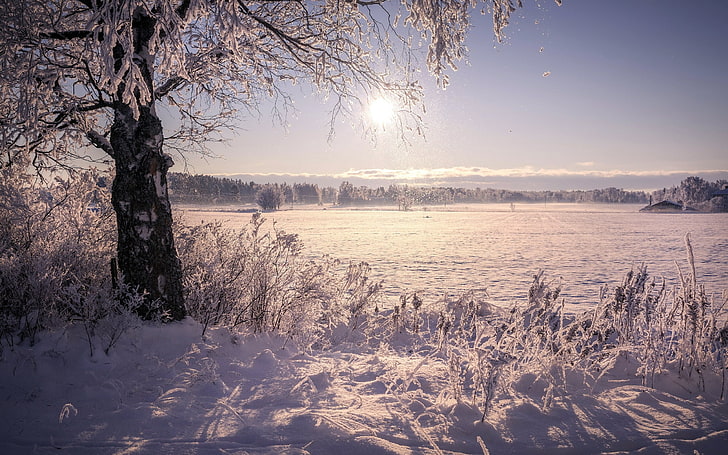 landscape, cold temperature, winter, snow, tree, plant, scenics - nature, HD wallpaper