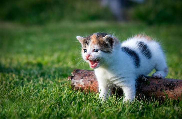 kittens, grass, outdoors, cat, animals, HD wallpaper