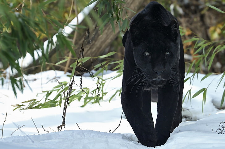 black panther, walk, snow, winter, predator, big cat, animal