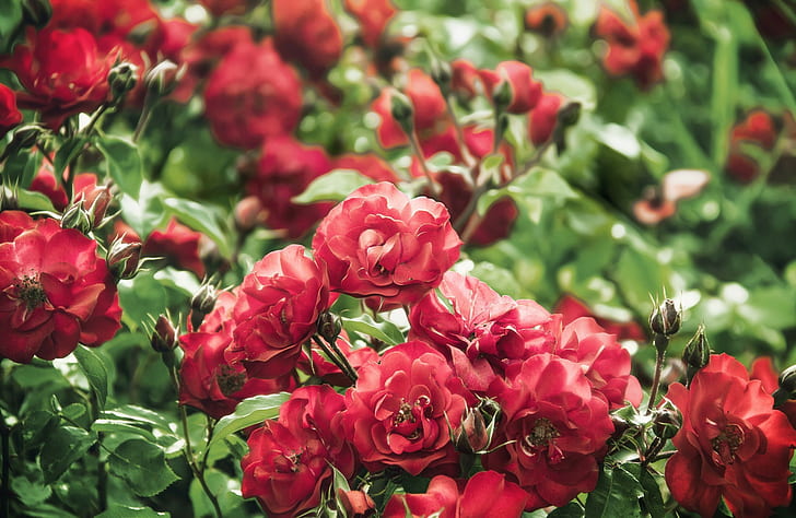 Roses flowers, red multi-petaled flower, shrubs, best, hd, HD wallpaper