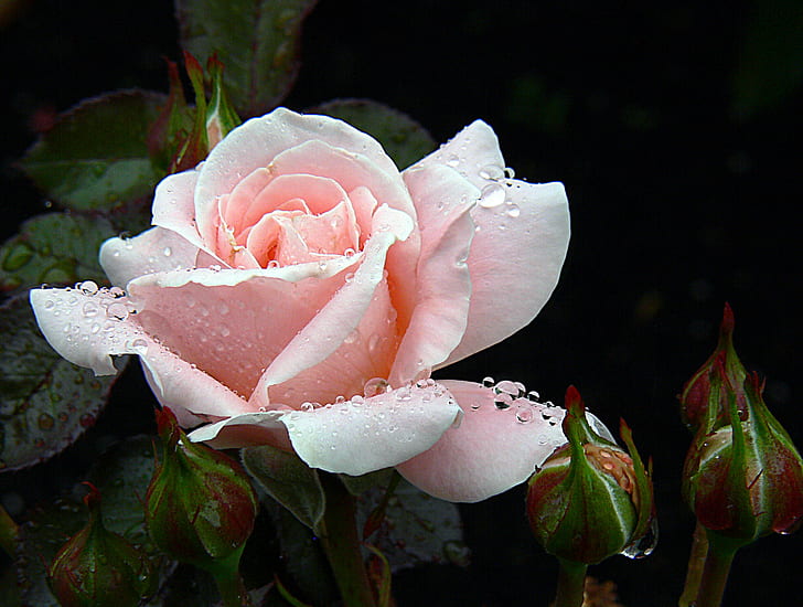 macro shot of white flower, Roses, Pink Rose, Rose  Pink, Flowers
