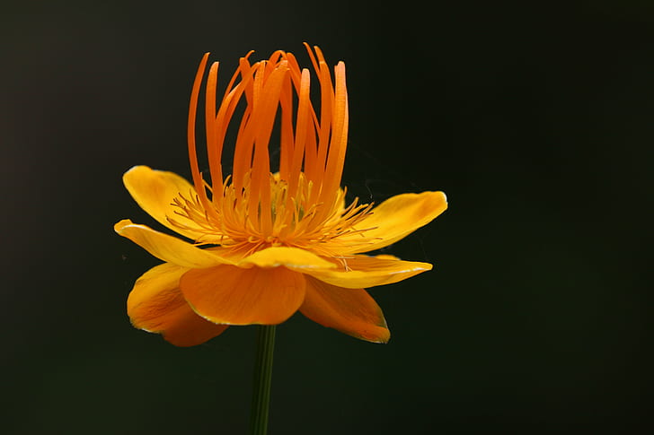 yellow buttercup flower, orange, orange, ID, photography, flickr, HD wallpaper