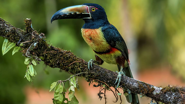 bird, toucan, beak, collared aracari, pteroglossus torquatus, HD wallpaper