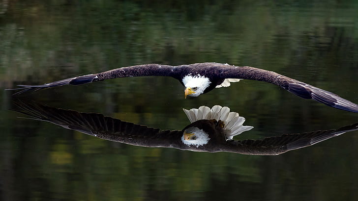 Bird, eagle, reflection, HD wallpaper