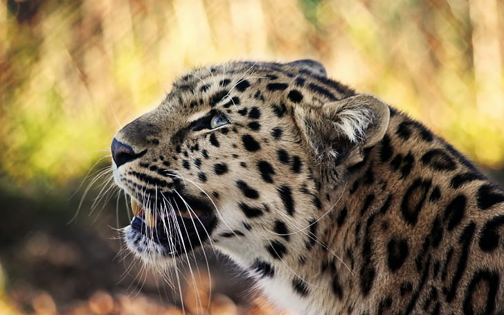animals, leopard (animal), HD wallpaper