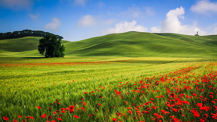 Beautiful hills meadow landscape, trees, poppies, summer, HD wallpaper