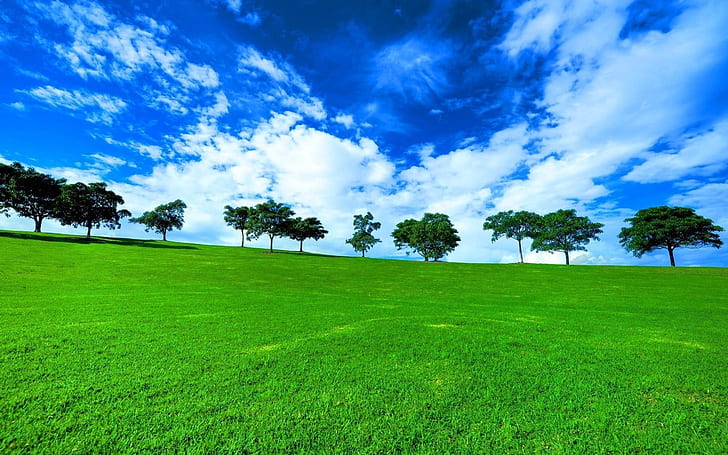 HD wallpaper: Young Trees, green grass field, landscape, background, hill,  sky | Wallpaper Flare