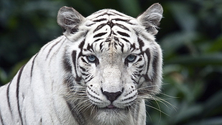albino tiger, animals, Singapore, white, animal themes, animal wildlife, HD wallpaper