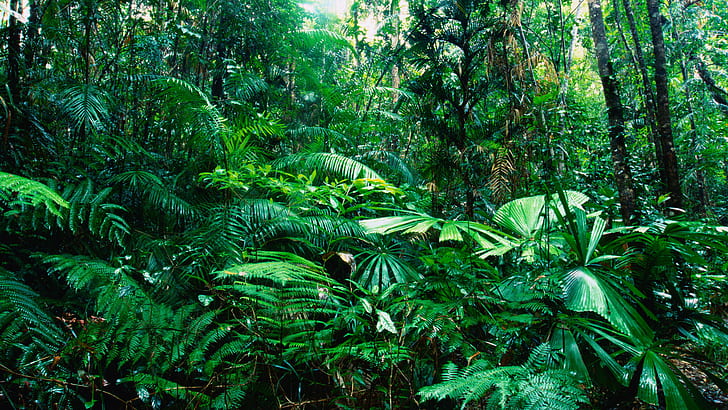 Green Jungle Trees Plants HD, nature