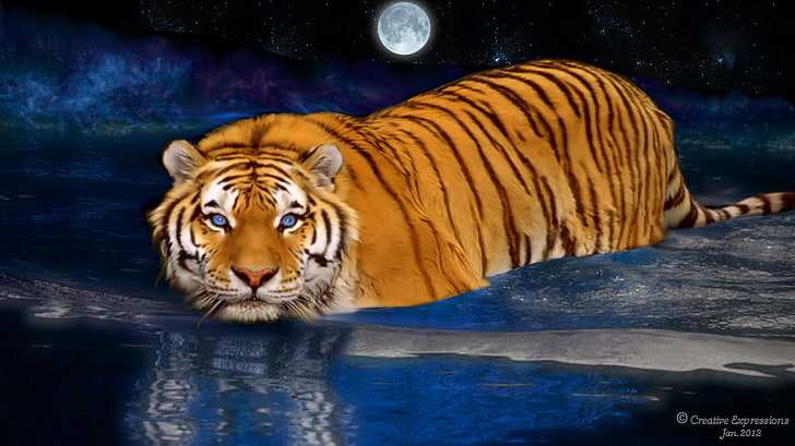 animals art Moonlit Swim Animals Cats HD Art, water, tiger, Moonlight, HD wallpaper