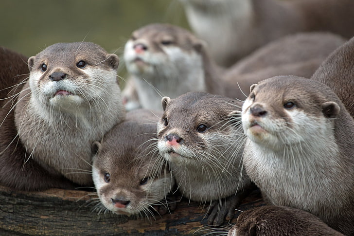 brown animals, otters, family, view, mammal, cute, young Animal, HD wallpaper