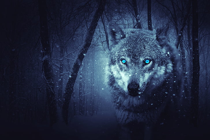 wolf digital wall paper, Wild Wolf, Blue eyes, Scary, Snowfall, HD wallpaper