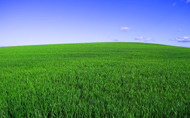 The new Bliss, field, grass, green, sky, HD wallpaper