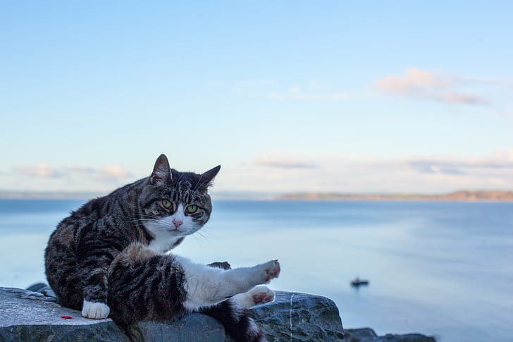 short-fur brown,black and white cat sitting on gray stone with ocean view during daytime close-up photo, clovelly, clovelly