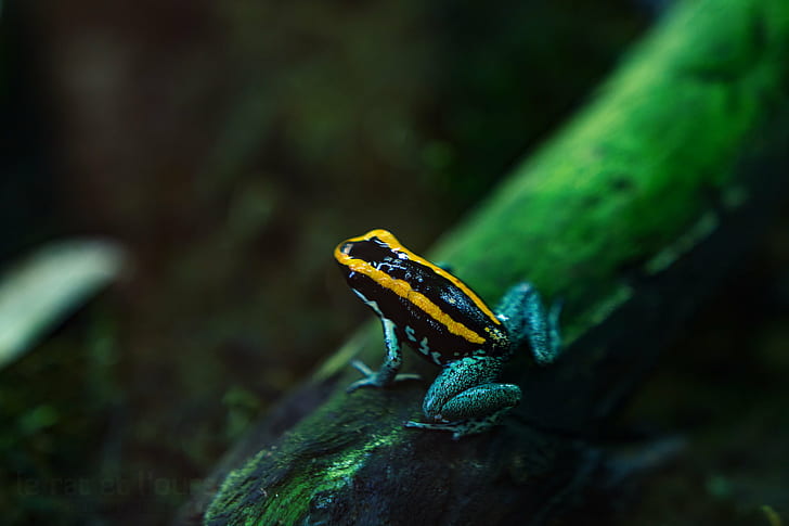 black and yellow frog, grenouille, vivarium, animal, nature, exotic, HD wallpaper