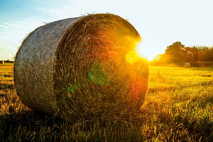 rolled hay stack on green grass field, Summer's End, fields, bales, HD wallpaper