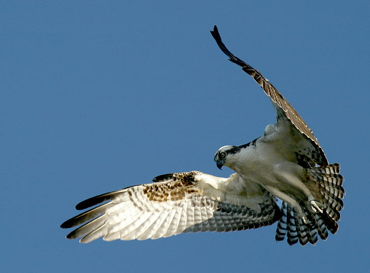 eagle spreading wings, Osprey, Hovering, john heinz national wildlife refuge