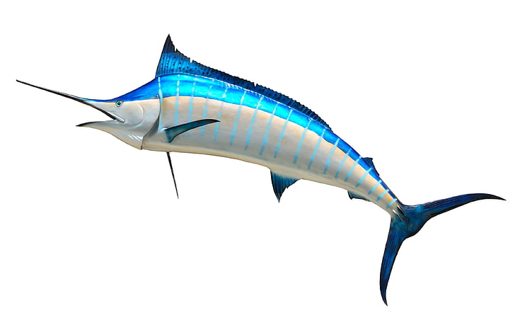 animal, background, big, blue marlin, colorful, dorsal, fin, HD wallpaper