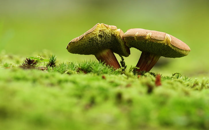 two green mushrooms, nature, macro, fungus, autumn, forest, food, HD wallpaper