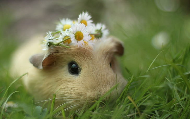 Guinea Pig, beige hamster with white petal cluster flowers, rodent
