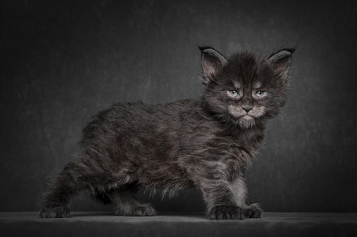 short-furred black and gray kitten, cat, kitty, background, Maine Coon, HD wallpaper