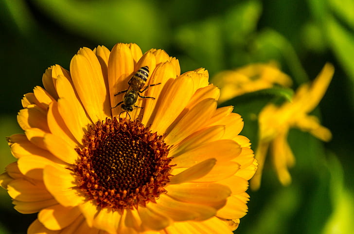 close up photography of bee on sunflower, sunflower  Honey, Honey Bee, HD wallpaper