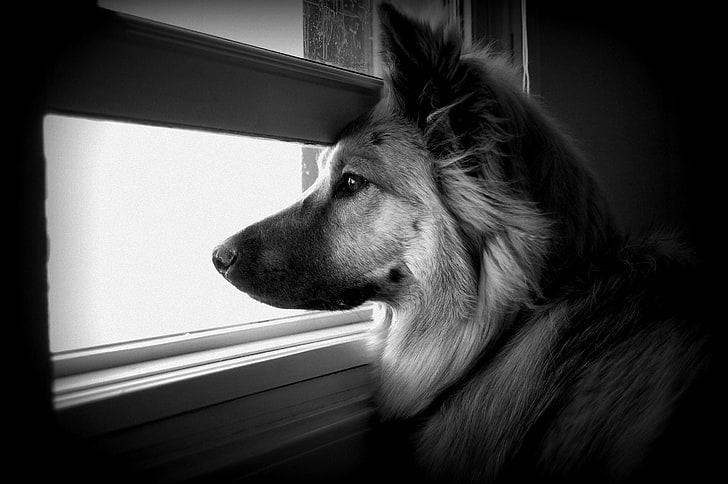 HD wallpaper: grayscale photography of large dog, face, profile, window,  watching | Wallpaper Flare