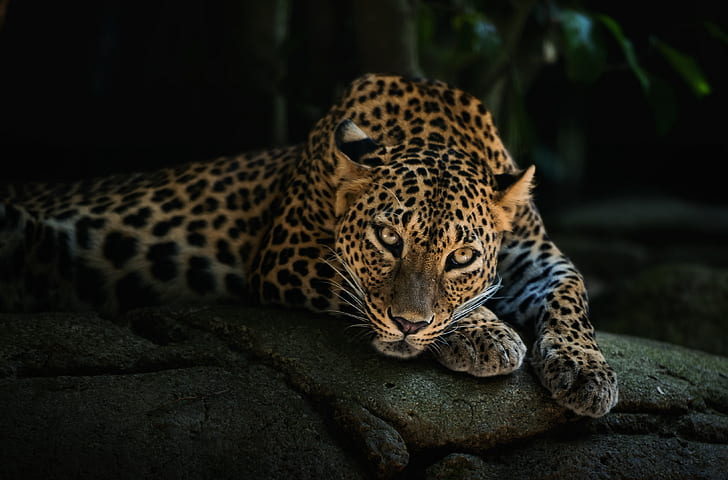 face, leopard, lying, predator
