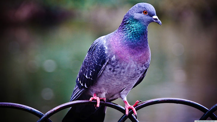 purple, green, and pink pigeon, pigeons, birds, vertebrate, animal wildlife, HD wallpaper