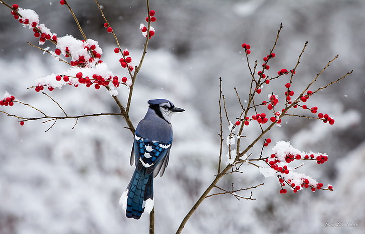 blue jay bird, winter, snow, branches, berries, nature, wildlife