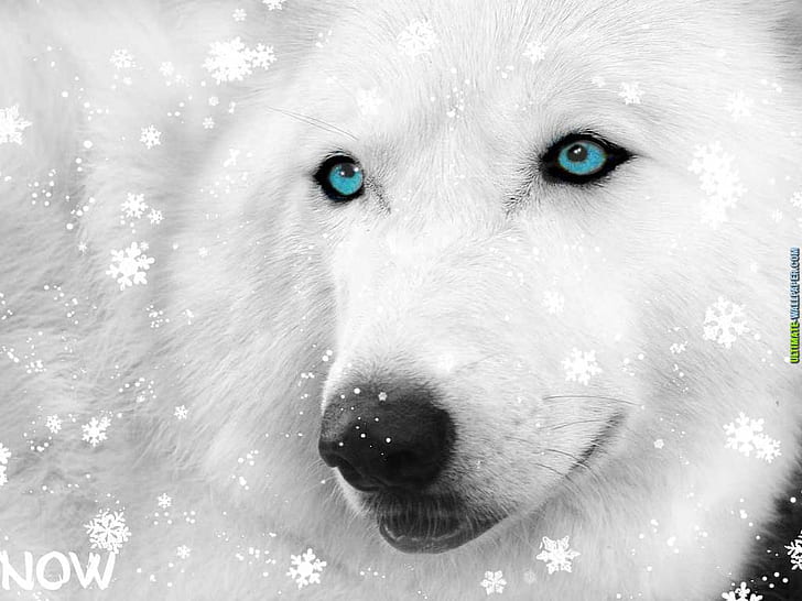 snow white White wolf Animals Other HD Art, Winter