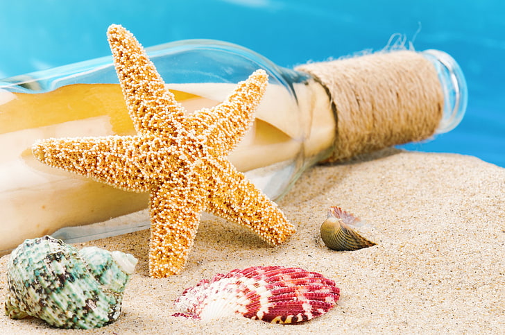 beige starfish, sand, beach, summer, shell, seashells, sea life, HD wallpaper