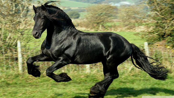 black horse, animals, running, blurred, animal themes, mammal, HD wallpaper