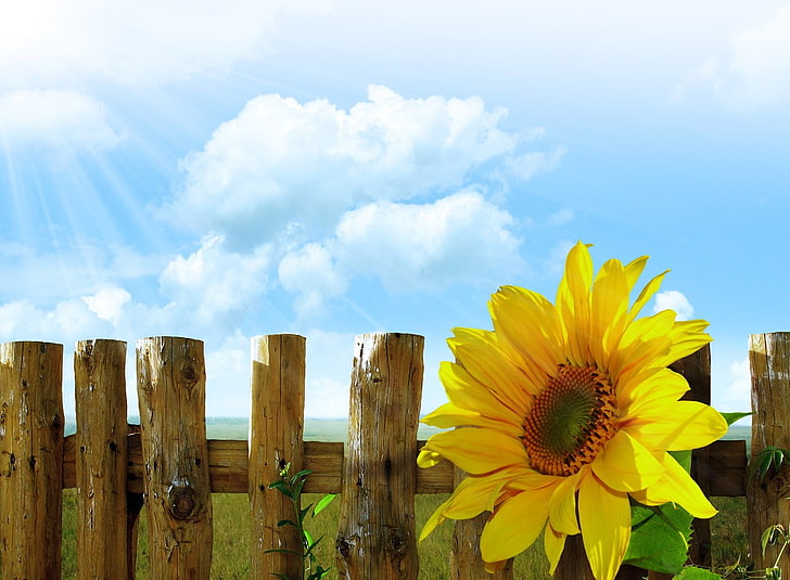 sunflowers flowers sky sun lights wood fence walls grass clouds