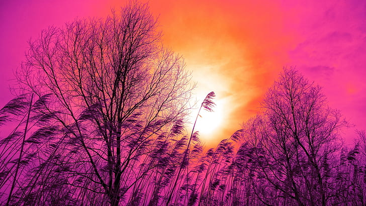 trees, sunset, reed, sky, pink, orange, grass