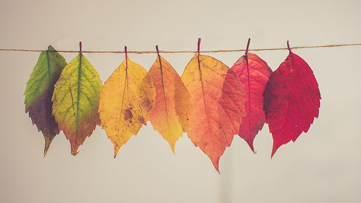 assorted-color ovate leaves, fall, hanging, leaf, plant part, HD wallpaper
