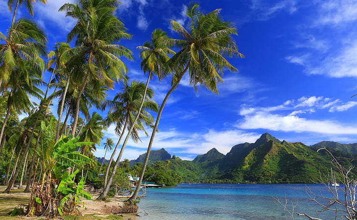 mountains, tropics, palm trees, the ocean, coast, Pacific Ocean, HD wallpaper