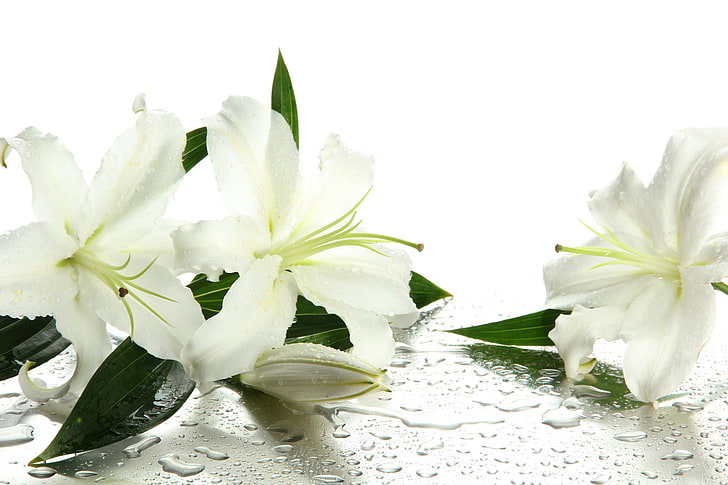 white lilies, water, flowers, droplets, buds, leaves, nature, HD wallpaper