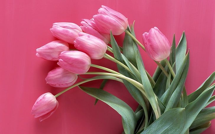 pink tulips, flowers, white, tender, nature, bouquet, plant, springtime, HD wallpaper