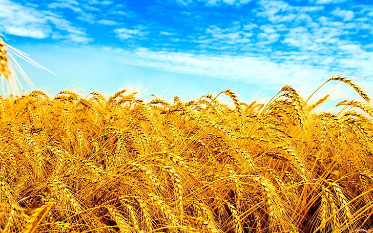 rice wreath field, Ukraine, wheat, crops, agriculture, rural scene, HD wallpaper