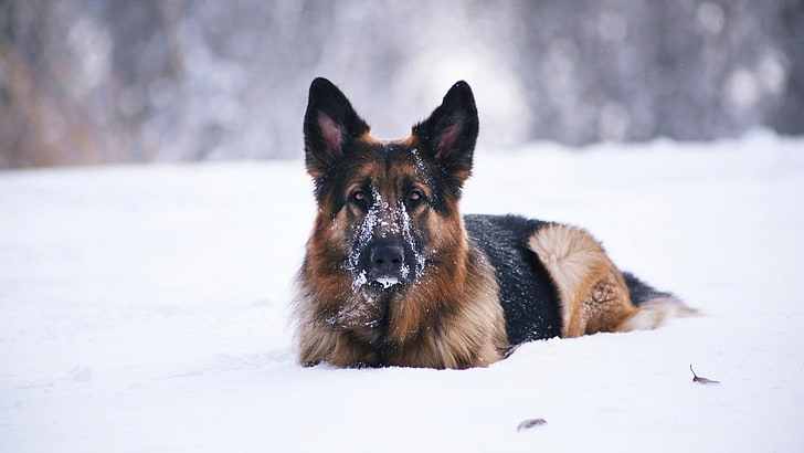 dog, German Shepherd, animals, snow, winter, cold temperature, HD wallpaper