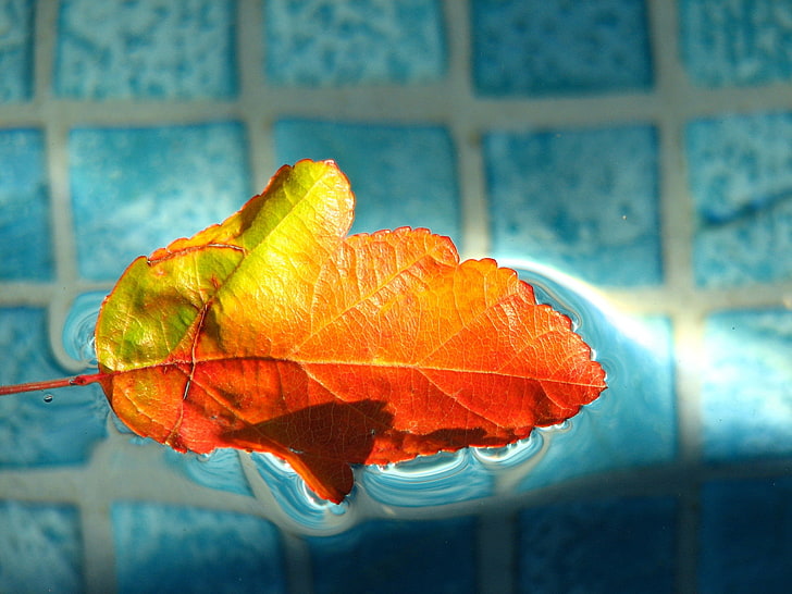 macro, plant part, close-up, leaf, autumn, focus on foreground