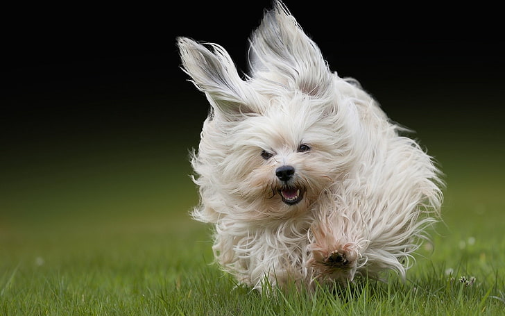 adult white Maltese, dog, grass, run, fluffy, pets, domestic
