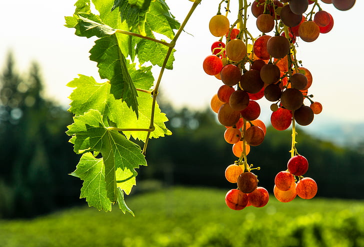 grape fruit tree, afternoon, vineyard, Oregon, Willamette Valley, HD wallpaper