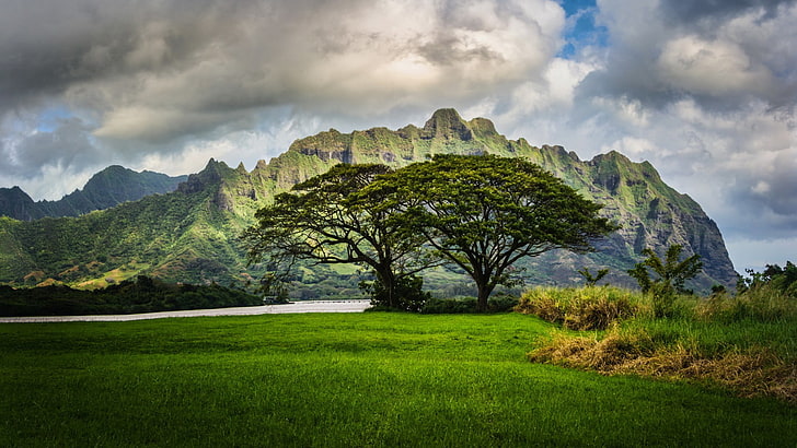 two green leafed tall trees, nature, HDR, landscape, Hawaii, cloud - sky