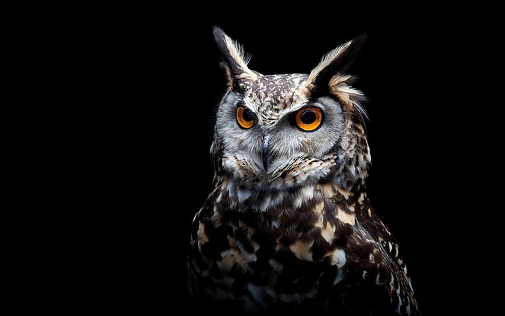 Owl 1080P, 2K, 4K, 5K HD wallpapers free download | Wallpaper Flare