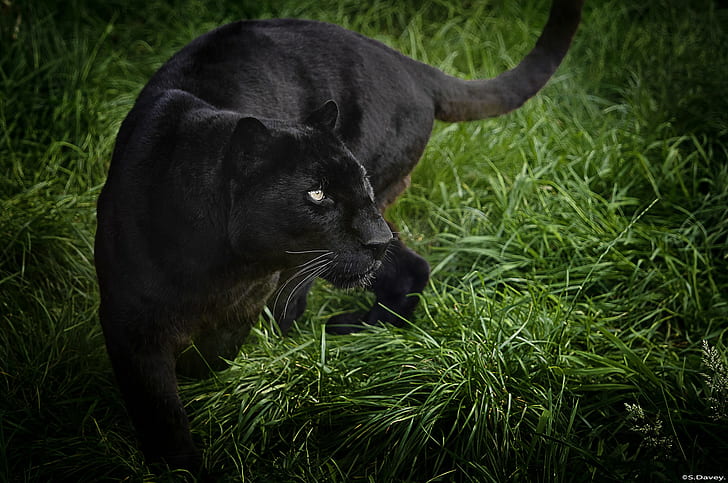 Black Panther, black leopard, wildlife cat, predator, grass, HD wallpaper