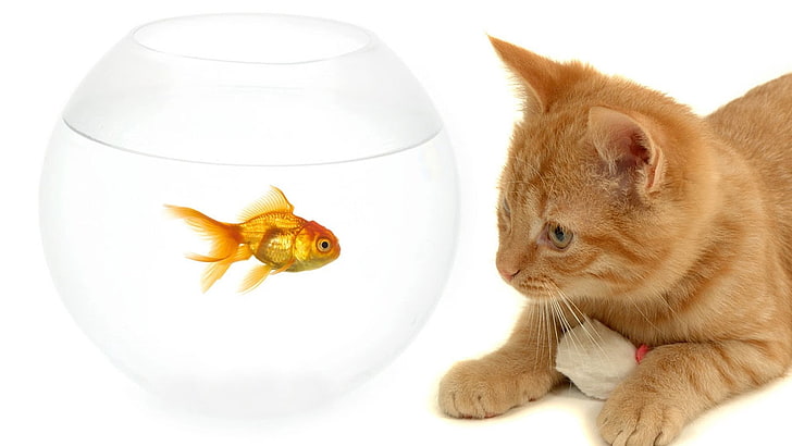 gold fish and orange tabby cat, kitty, aquarium, goldfish, pets, HD wallpaper