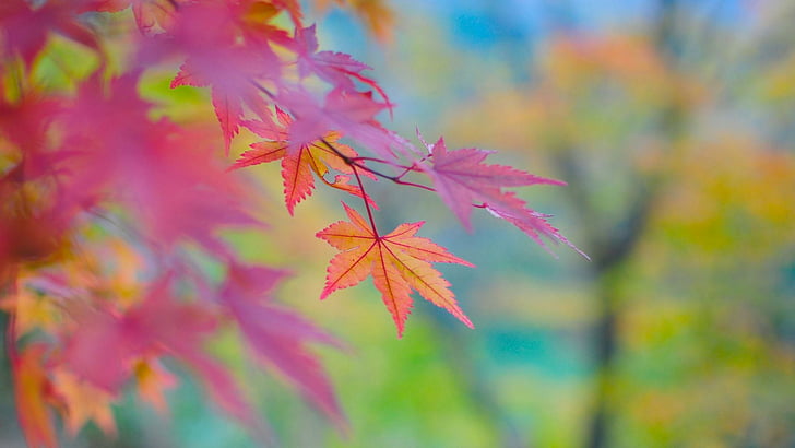 autumn, leaf, blur, leaves, magenta, blurry, HD wallpaper