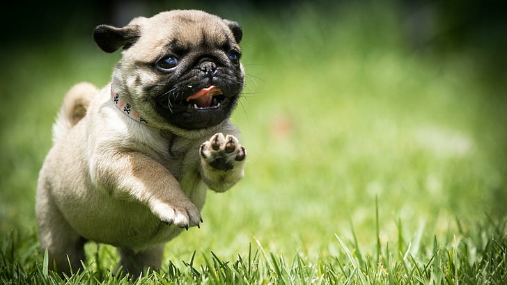 pug, dog, field, run, puppy, grass, cute, mops, HD wallpaper